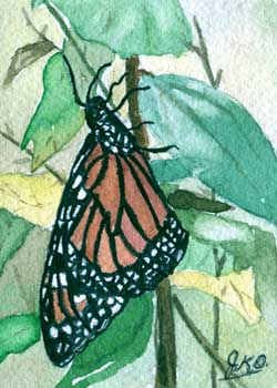 "Monarch" by Jane Kraeuche Olson, New Glarus WI - Watercolor